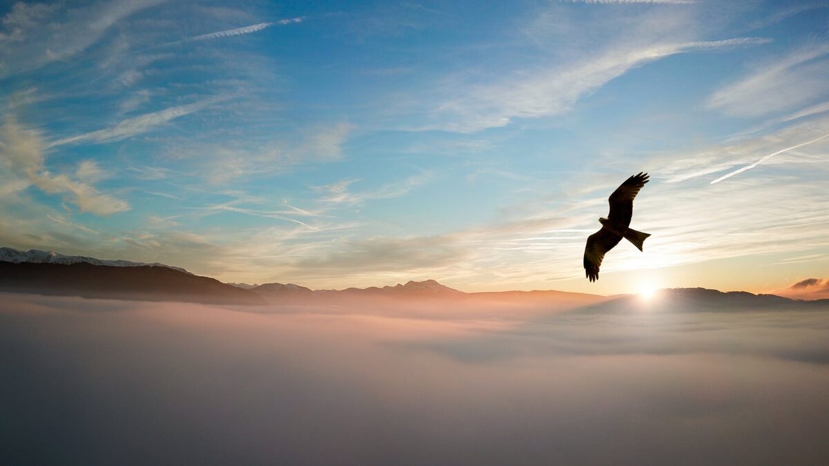 A bird flying above clouds at sunrise